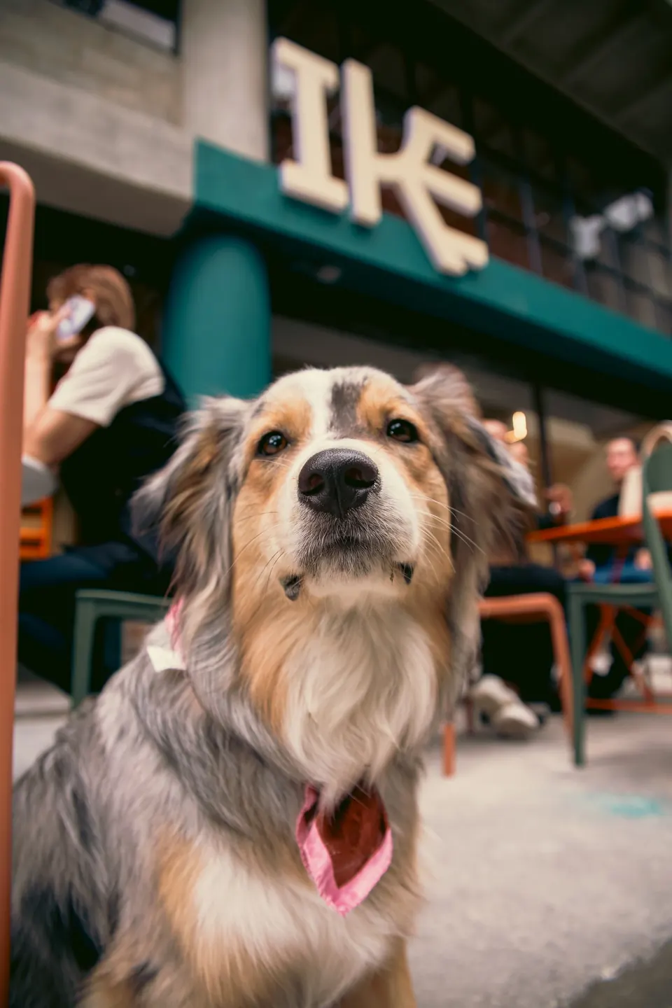 Fachada del local de IKE paletas en Laureles, Medellín, con un perro en primer plano